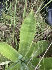 Aloe simii