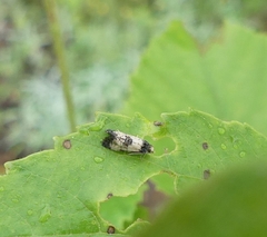 Neocochylis dubitana