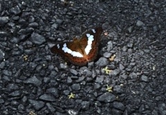Moduza procris milonia