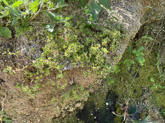 Portulaca californica