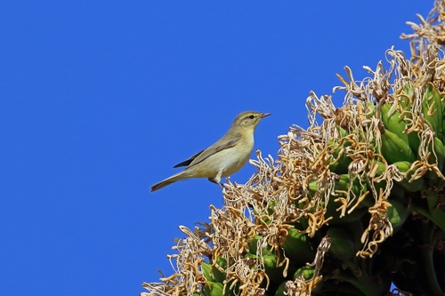 Mosquitero ibérico (Phylloscopus ibericus)