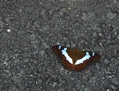 Moduza procris milonia