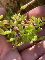 Portulaca californica