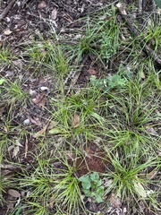 Carex spartea