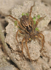 Pardosa monticola
