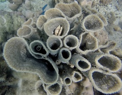 Callyspongia