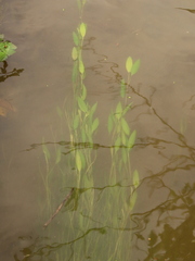 Potamogeton octandrus