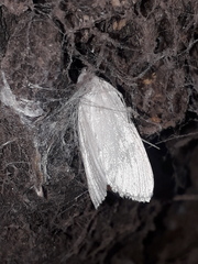 Lepidoptera