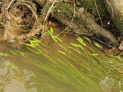 Potamogeton octandrus