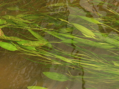 Potamogeton octandrus
