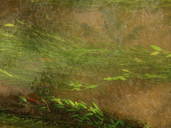 Potamogeton octandrus