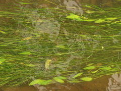 Potamogeton octandrus