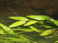 Potamogeton octandrus