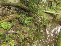 Potamogeton octandrus