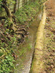 Potamogeton octandrus