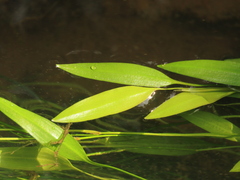 Potamogeton octandrus