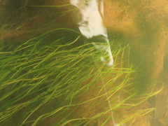 Potamogeton octandrus