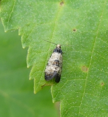 Neocochylis dubitana