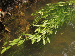 Potamogeton octandrus