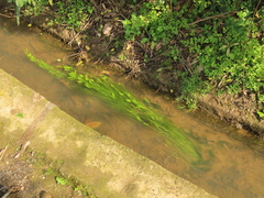 Potamogeton octandrus