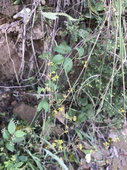 Bupleurum chinense