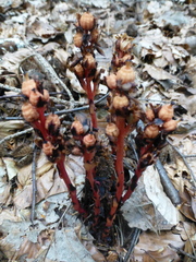 Monotropa