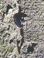 Opisthoplatia orientalis