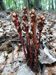 Monotropa
