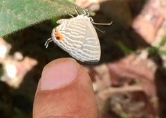 Jamides celeno aelianus