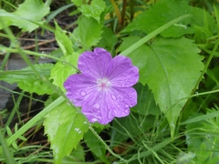 Geranium sanguineum