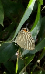 Jamides celeno aelianus