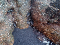 Chiton granosus