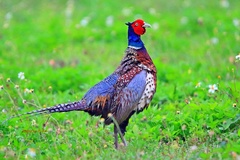 Phasianus colchicus formosanus