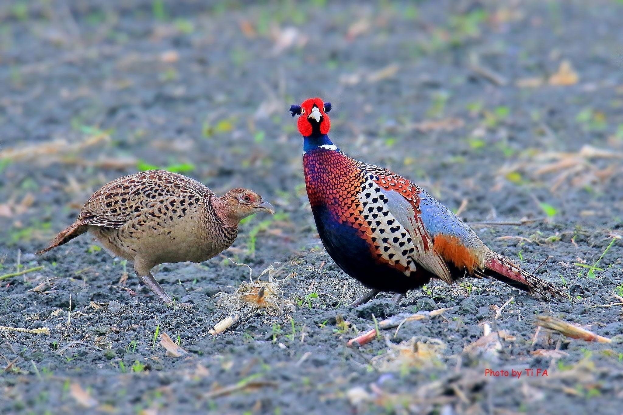 ringneck pheasant pair