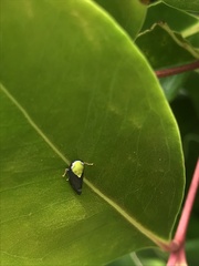 Brunotartessus fulvus