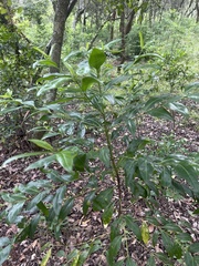 Kraussia floribunda