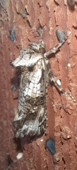Archaeoses polygrapha