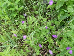 Geranium sanguineum