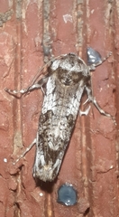 Archaeoses polygrapha