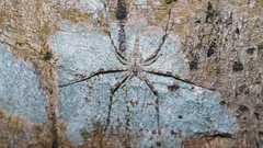 Hersilia sumatrana