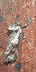Archaeoses polygrapha