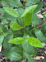 Kraussia floribunda