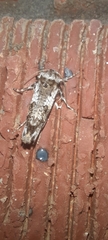 Archaeoses polygrapha
