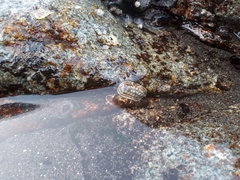 Chiton granosus