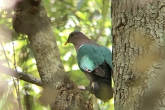 Chalcophaps longirostris