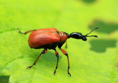 Apoderus coryli
