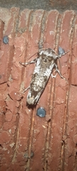Archaeoses polygrapha
