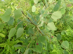 Harmandiola tremulae