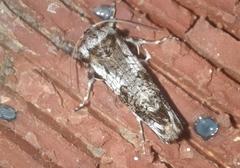 Archaeoses polygrapha