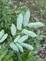 Monanthotaxis caffra